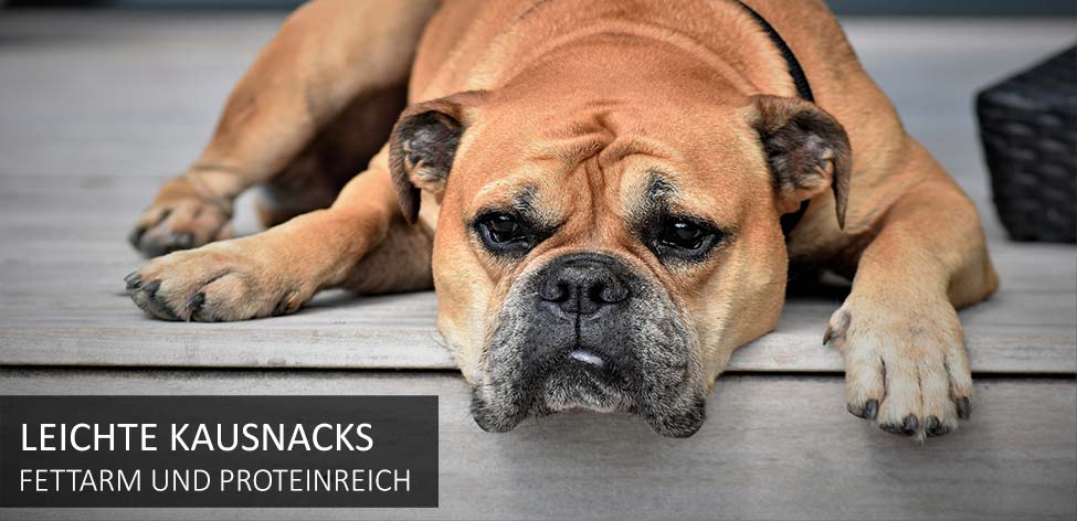 hunde kausnacks diät