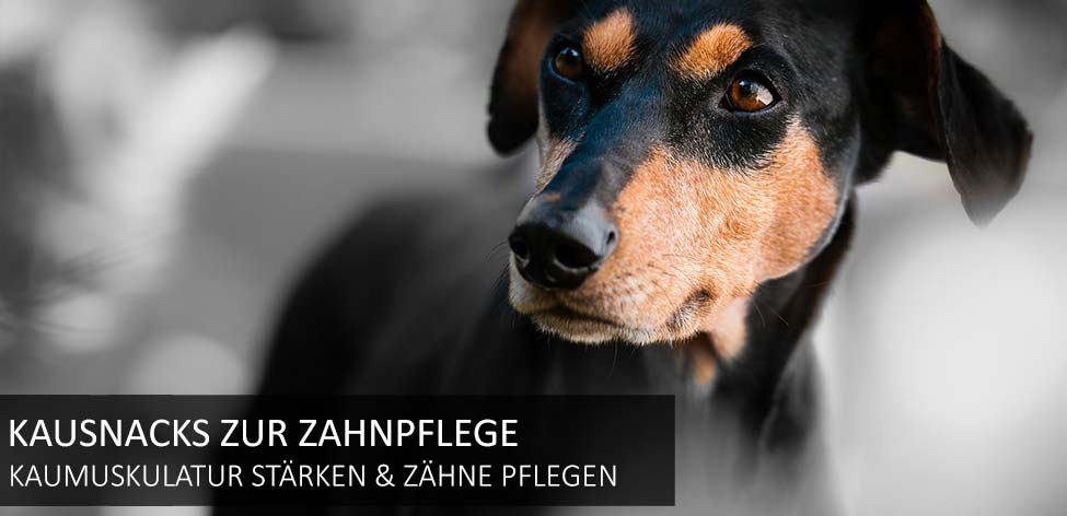 hunde kausnacks zahnpflege