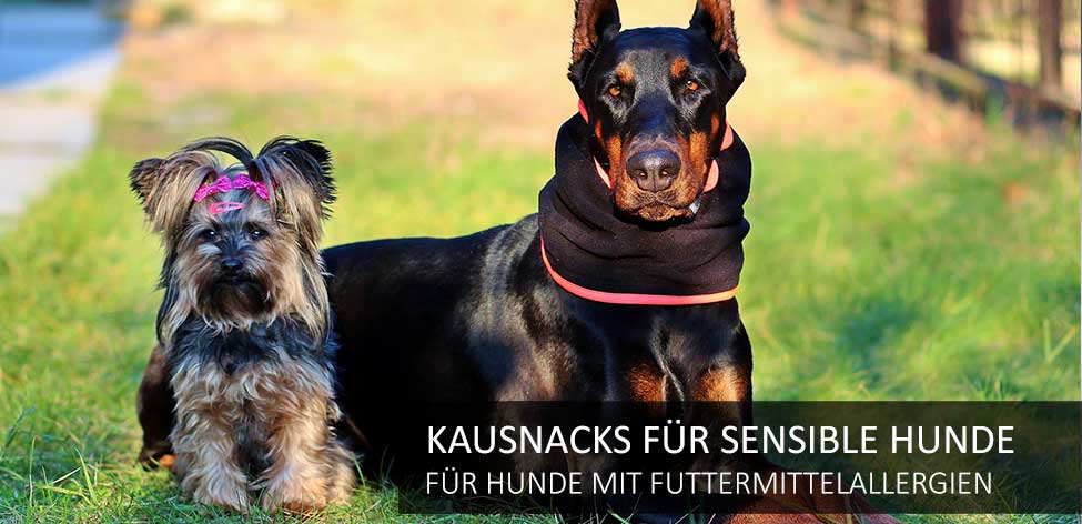 kausartikel hunde allergien